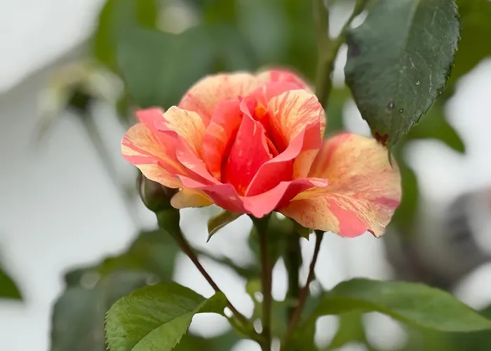 Casa vacanze Le Domaine De Rose *