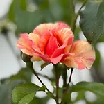 Сasa de vacaciones Le Domaine De Rose *